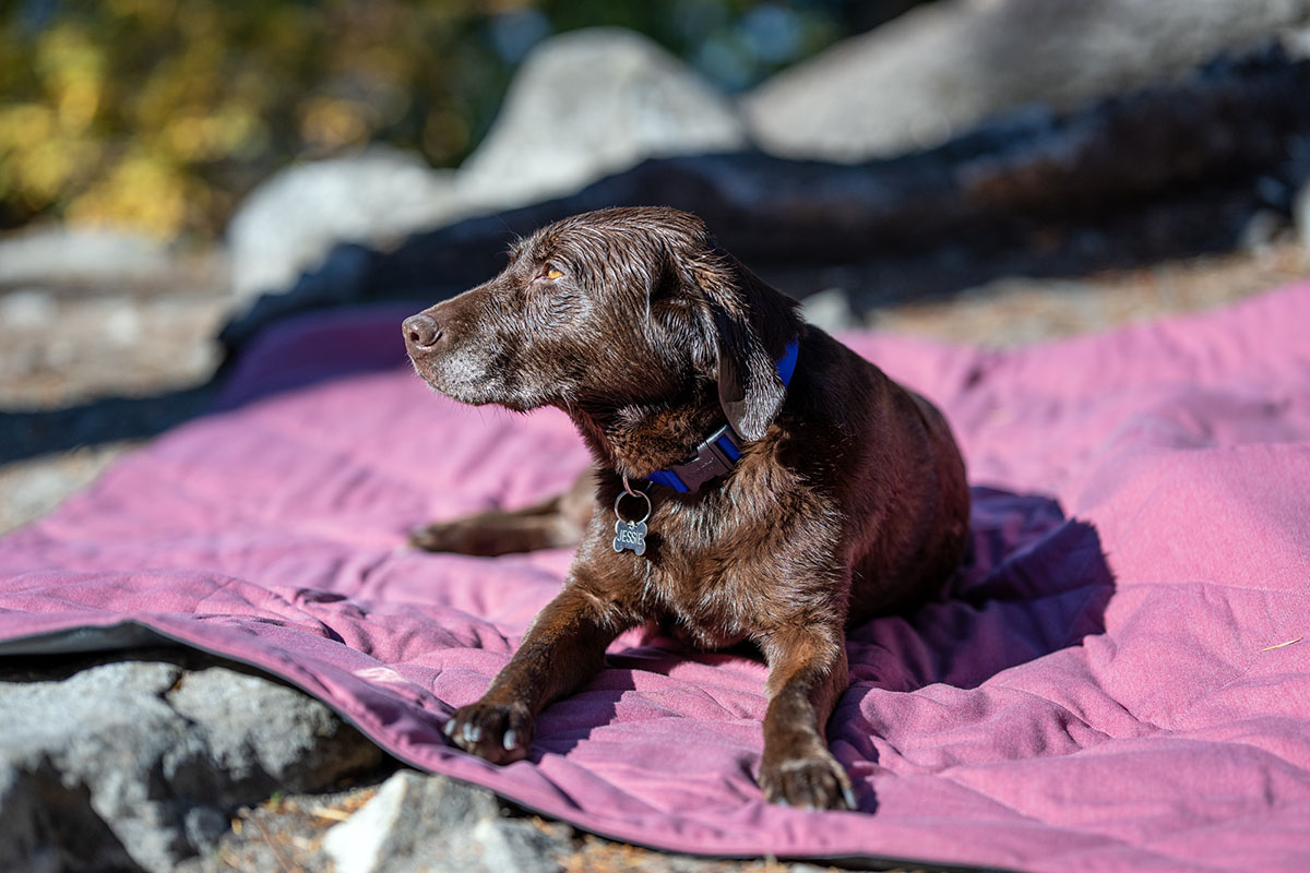 Camping blanket (wet dog on YETI Lowlands blanket)