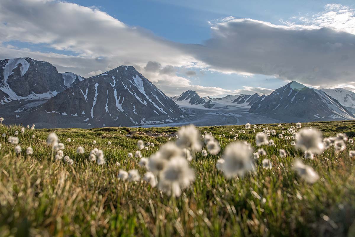 Altai Mountains (field)