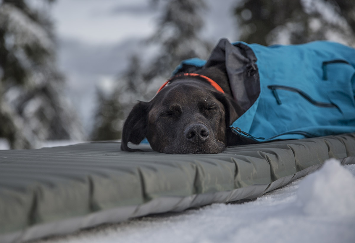 Sleeping pad (dog sleeping on Therm-a-Rest XTherm)