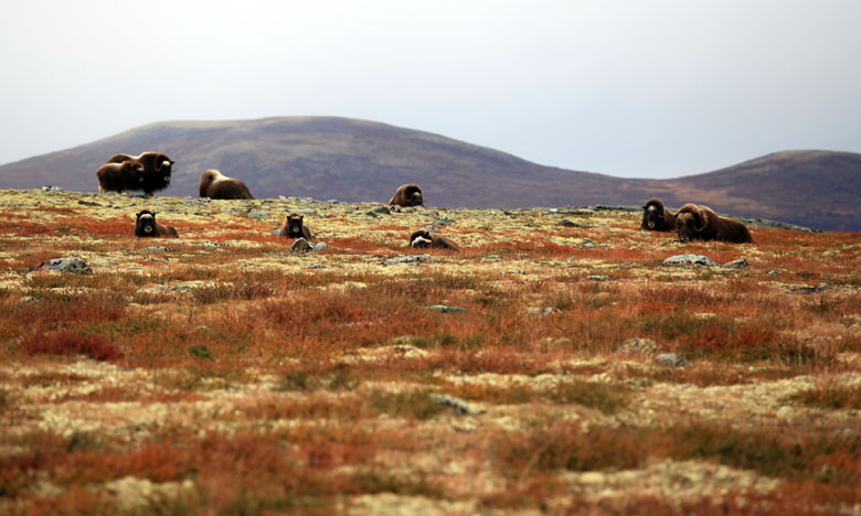 Dovrefjell, Norway | Switchback Travel