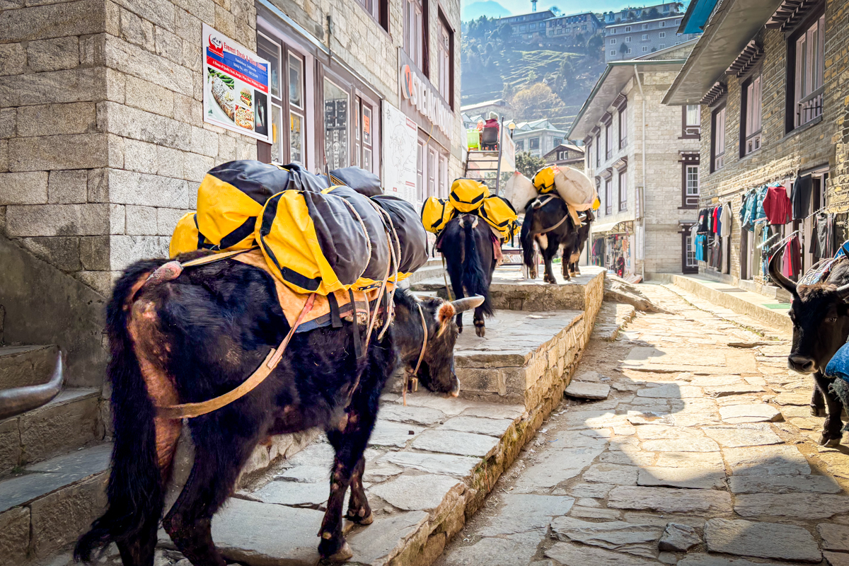 Duffel Bags (Duffels tied to Yaks in Nepal)