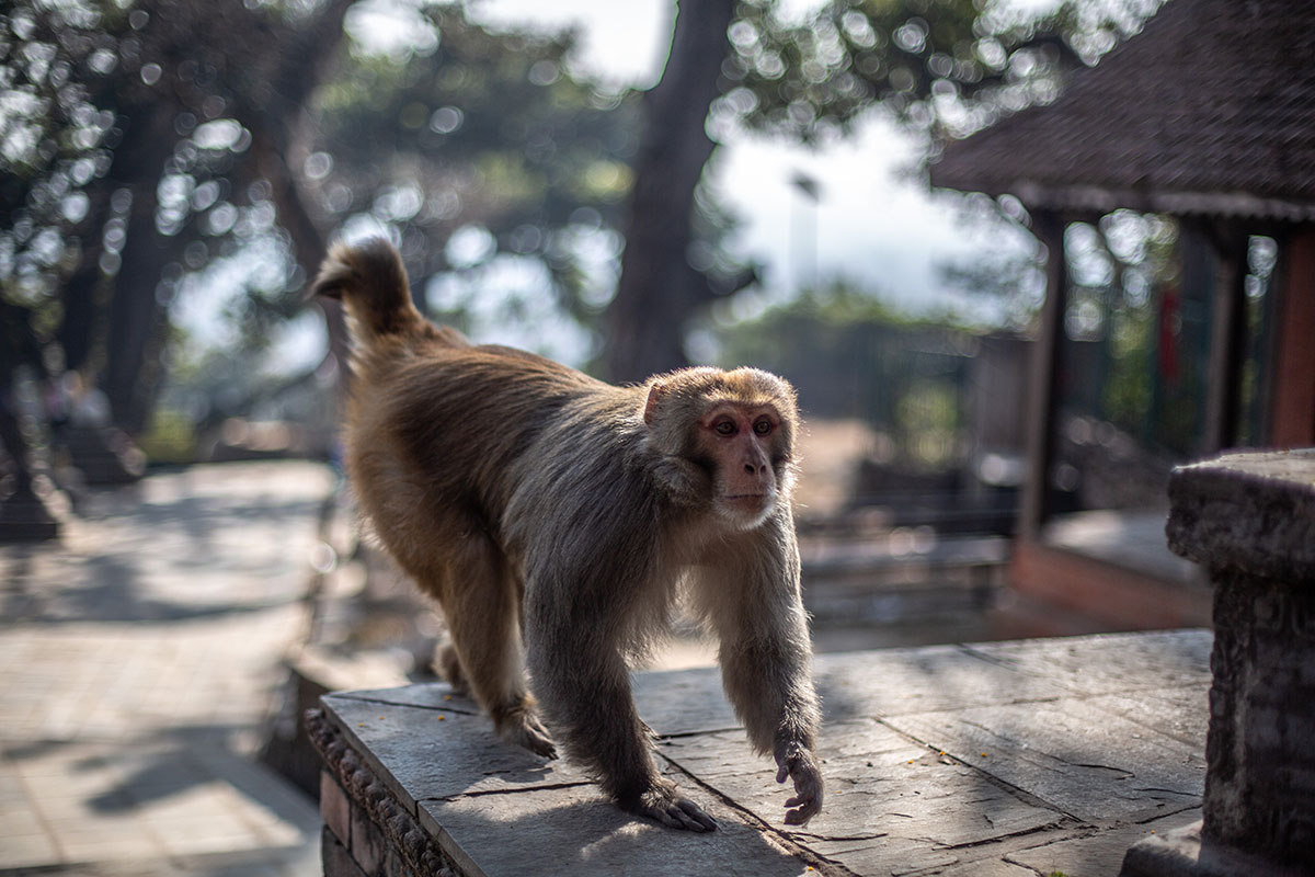 Nepal Trek (Monkey temple)