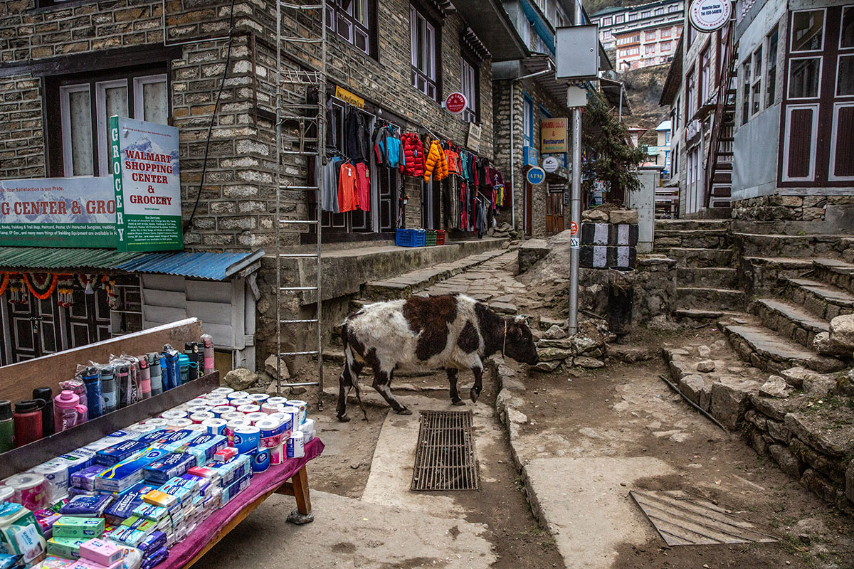 Nepal Trek (cow in Namche)