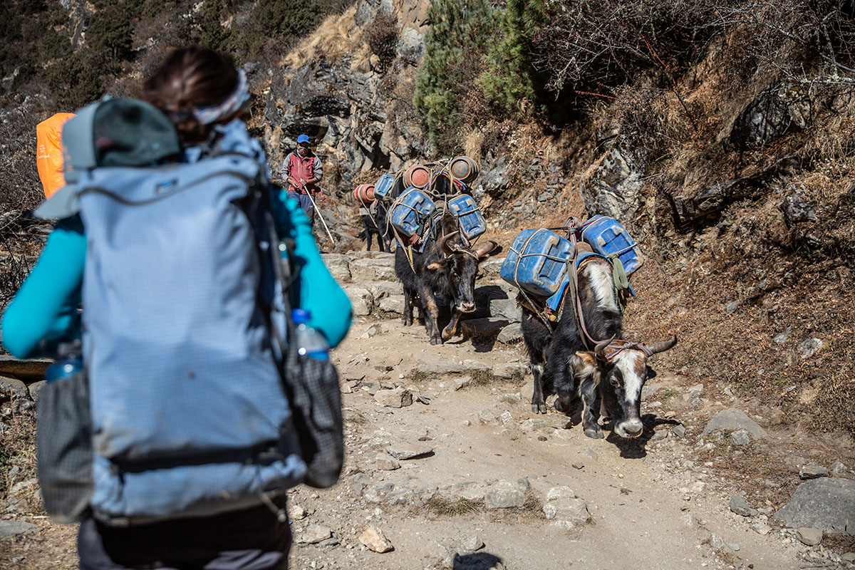 Nepal Trek (more Dzo)