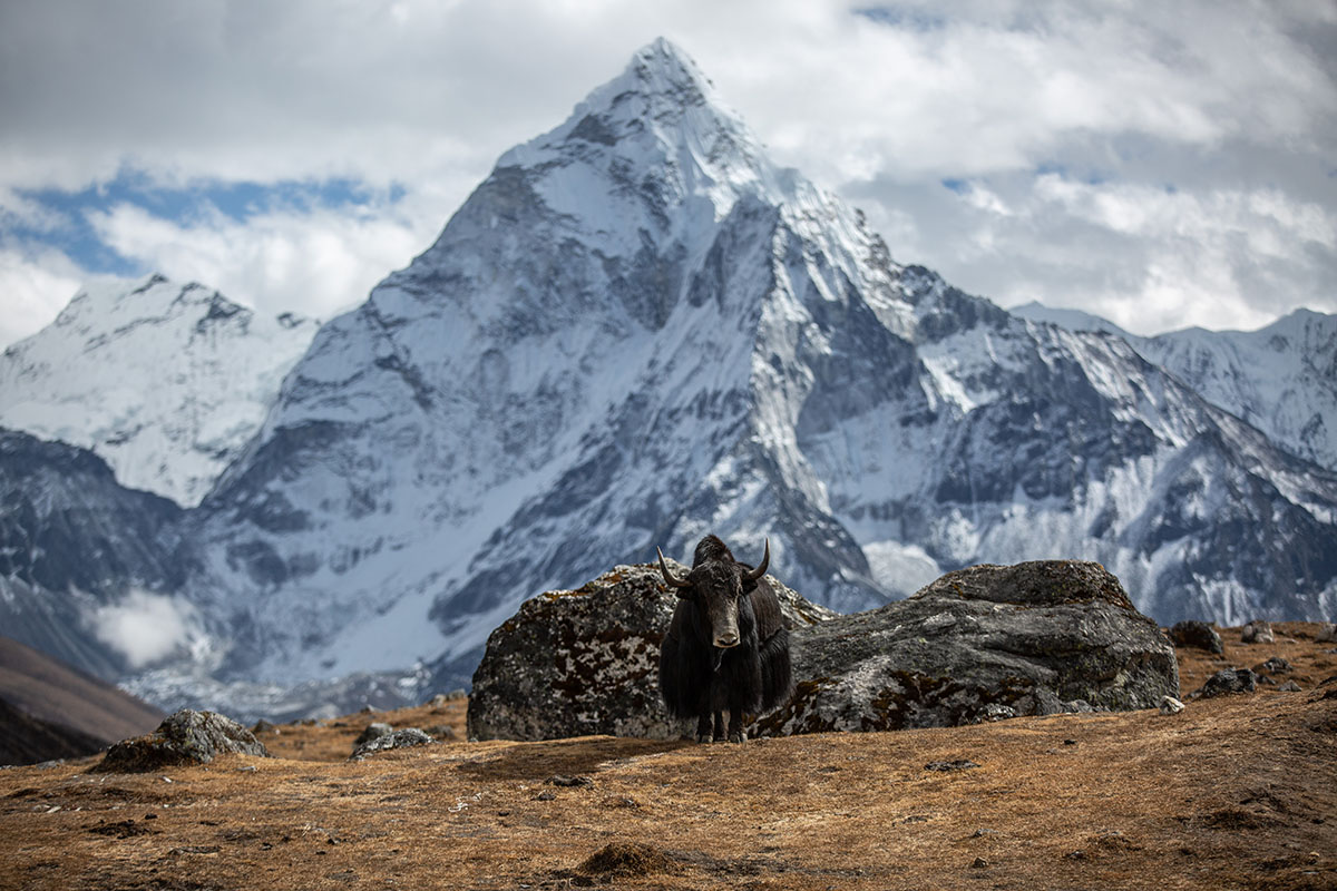 Nepal Trek (yak in front of Ama Dablam)