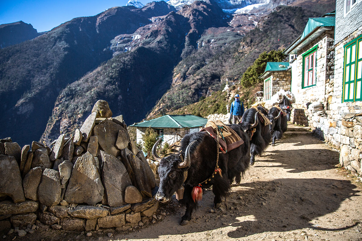 Nepal Trek (yaks)