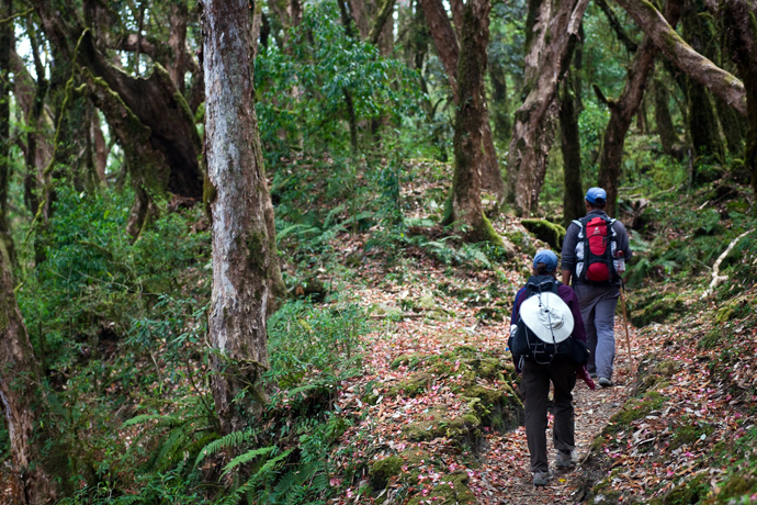 Annapurna Circuit Trek - Rhododendron Forest