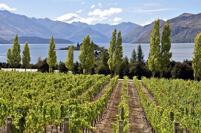 Rippon Vineyard - Central Otago