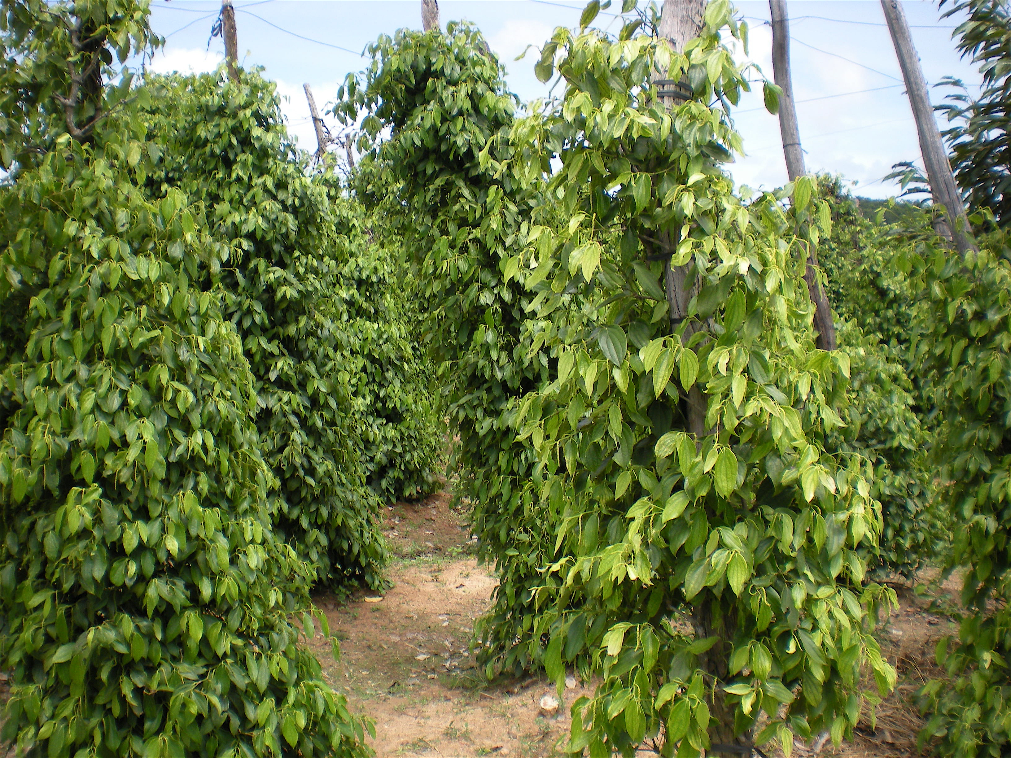 Kep, Cambodia