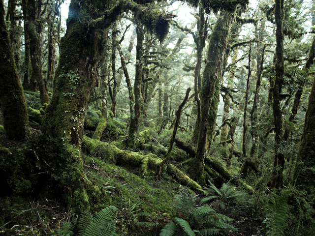 Fiordland - Rainforests