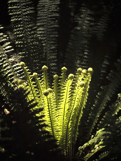 Fiordland - Silver Ferns