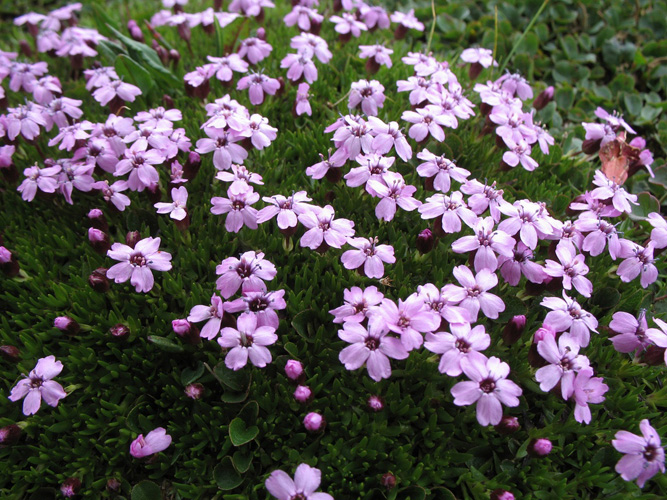 Hardangervidda Plateau - Arctic Flora