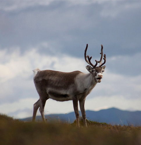 Hardangervidda Plateau - Reindeer