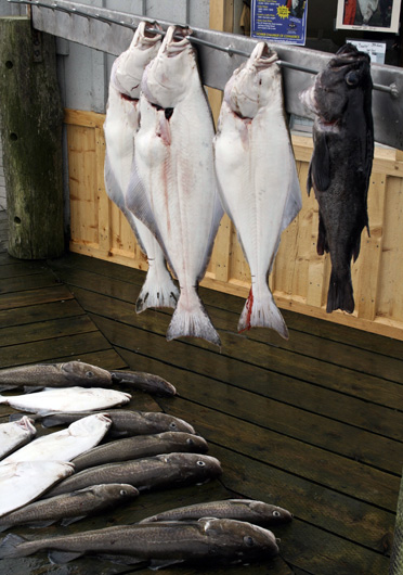 Homer halibut fishing