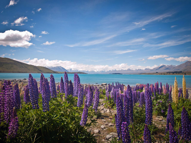 New Zealand - Lake Tekapo