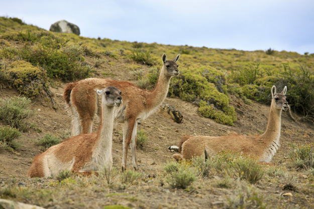 Torres del Paine Guanacos