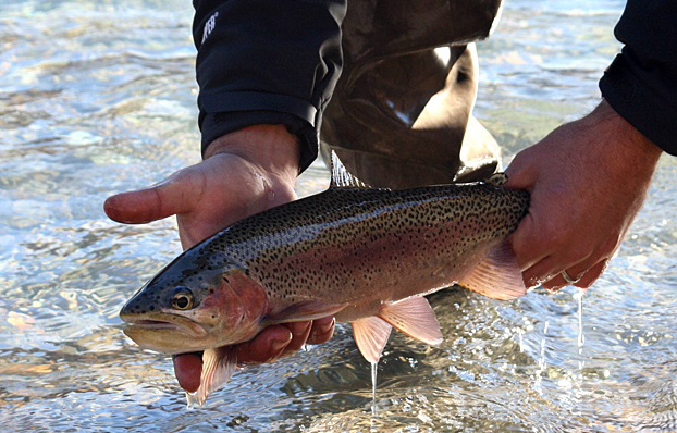 Trout Agua del Desierto